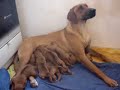 rhodesian ridgeback puppies