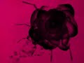 H2O - Studio Brutus/Citrullo Int./Taxonomy