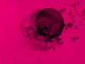 H2O - Studio Brutus/Citrullo Int./Taxonomy