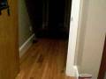 videos de Hunter Cat Fetches Mouse