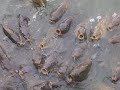 Feeding the Fish