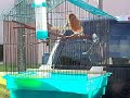 MEU CANARINHO DE 1 ANO CANTANDO