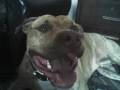 videos de pit bul bacoo