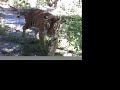 TIGER Home Improvements- Big Cat TV