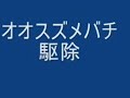 オオスズメバチ