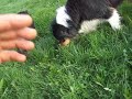 Kates Rottweiler puppy 2