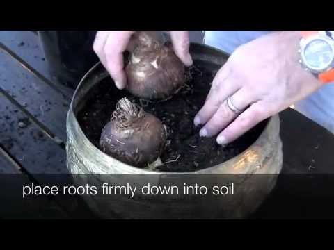 how to replant amaryllis bulb