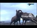 Airtel Express yourself ad with animals