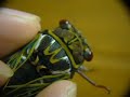 エゾゼミ♀ McDonald's Cicada - I'm Lovin' It!! エゾゼミ♀ McDonald's Cicada - I'm Lovin' It!!