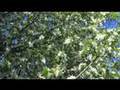 Elmer Gantry - Sharon's Entrance Aria