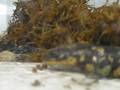 videos de Bob the Salamander part II