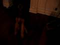 Airedale Terrier video
