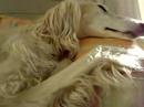 Nice Dog.