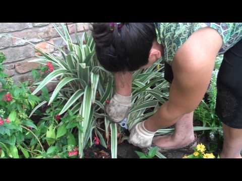 how to trim grass plants