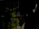 Caged Kitty