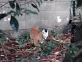 Talking Cats Part Two: Cats Argue!
