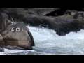 Mion Footwear Presents: Potomac River Festival 2007