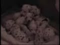 dalmatian puppies
