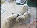 Dalmatian puppies Dalmatian puppies