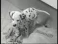 dalmatian puppies