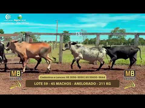 545� LEIL�O VIRTUAL MB LEIL�ES