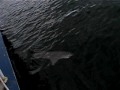 Arline Fishing Charters - Big Fish Part 2