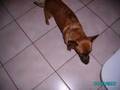 videos de Sammy the fAMOUS dog