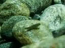 Flusstauchen in der Verzasca 2009