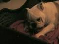 videos de Engelse Bulldog Hogan.flv