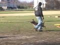 Ringsport Excercise- Defense of Handler-Sit Means Sit