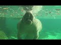 Manatees of Crystal river