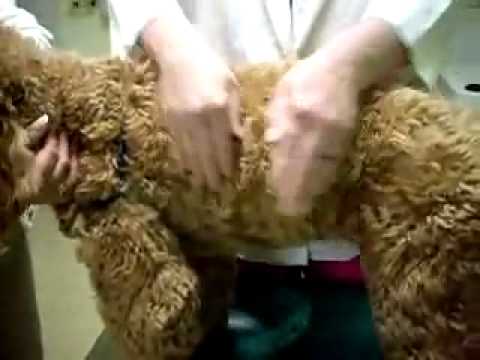 how to break up chest congestion