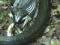 Black Rat Snake eating Opossum