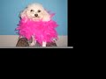 Puppy Ballet Academy