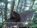 Dernières vidéos de trois ours des Pyrénées: Balou, Pyros et un indéterminé