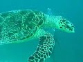 Hawksbill Turtle