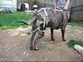 Bull Mastiff Bilateral Stifle Orthoses