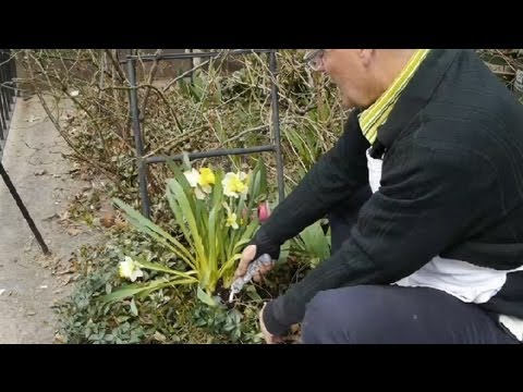 how to collect tulip bulbs