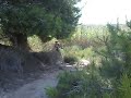 ¡El pino atacador!
