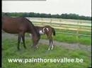 paint horse vallée paint horse vallée