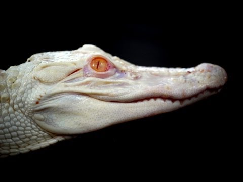 YouTube reptile video