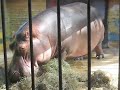 Happy Hippo