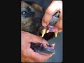 Tortures des aniamux ='(