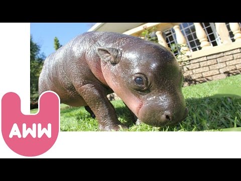 pygmy - Say hello to Harry, the adorable pygmy hippo. Why don't you come and join Uzoo on Facebook and Twitter to stay up to date with our videos and other animal st...