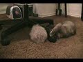 Killer Tribble Attacks Cute Cat!!!Made this when I was real real real bored lol