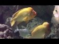 Munich Zoo Aquarium - Polar Bears - Asian ...