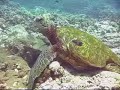 HONU MAUI NO KA OI