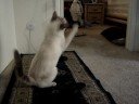 \"Special\" Kitty. \"Special\" Kitty.