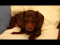 Sassy Dachshund Puppy