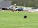 2008 USDDN Southern Disc Dog Nationals \"ROCKET\"